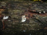 Crepidotus mollis image