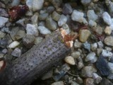 Dacrymyces stillatus image