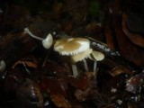 Hydropus subalpinus image