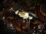 Hydropus subalpinus image