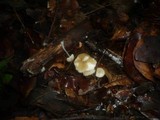 Hydropus subalpinus image