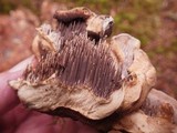 Sarcodon versipellis image