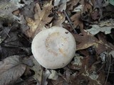 Lactarius chrysorrheus image