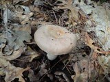 Lactarius chrysorrheus image
