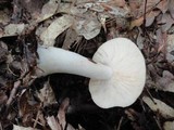 Lactarius chrysorrheus image