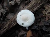 Hygrocybe angustifolia image