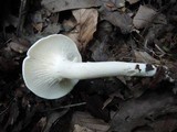 Hygrocybe angustifolia image