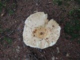 Lactarius deceptivus image