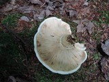 Lactarius deceptivus image