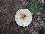 Lactarius deceptivus image