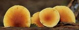 Gymnopilus sapineus image