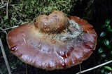 Fistulina hepatica image