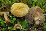 Lactarius rubrilacteus image