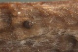 Patellariopsis clavispora image