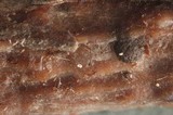 Patellariopsis clavispora image