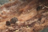 Patellariopsis clavispora image