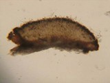 Patellariopsis clavispora image