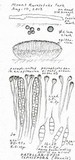 Patellariopsis clavispora image