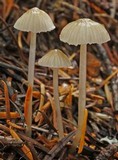 Mycena clavicularis image