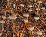 Mycena clavicularis image