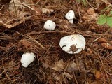 Tricholoma subresplendens image