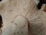 Tricholoma subresplendens image