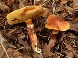 Suillus grevillei image