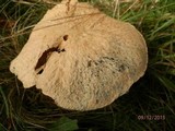 Gyroporus cyanescens image