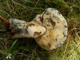 Gyroporus cyanescens image