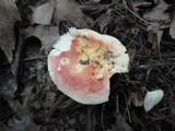 Russula flavisiccans image