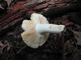 Russula flavisiccans image