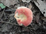 Russula flavisiccans image
