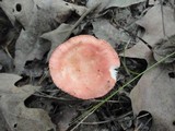 Russula flavisiccans image
