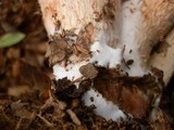 Laccaria ochropurpurea image
