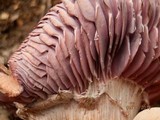 Laccaria ochropurpurea image