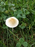Conocybe apala image
