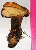 Tapinella atrotomentosa image