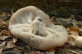 Discina ancilis image