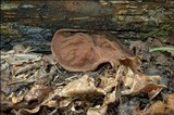 Discina ancilis image