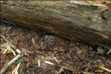 Discina ancilis image