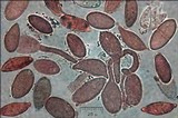 Discina ancilis image