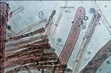 Discina ancilis image