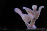 Panus neostrigosus image