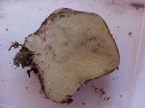 Rhizopogon atroviolaceus image