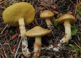 Suillus umbonatus image
