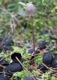 Panaeolus alcis image