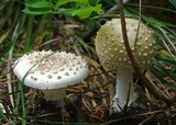 Amanita muscaria var. alba image