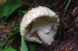 Amanita muscaria var. alba image