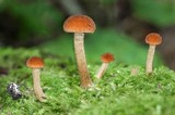 Pholiota granulosa image