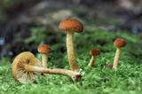 Pholiota granulosa image